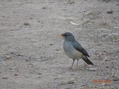 Turdus pelios