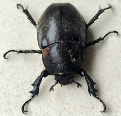 Xylotrupes gideon