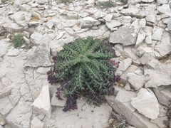 Sonchus asper glaucescens