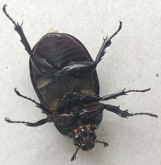 Xylotrupes gideon