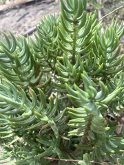 Crassula tetragona