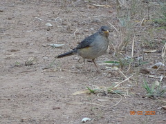 Turdus pelios