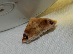 Eublemma apicimacula