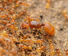 Pheidole cerebrosior