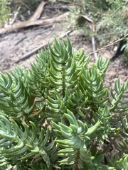 Crassula tetragona