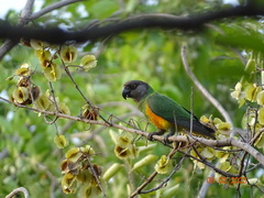 Poicephalus senegalus