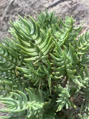 Crassula tetragona