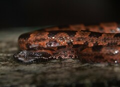 Ovophis monticola