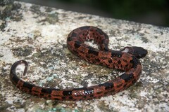 Ovophis monticola