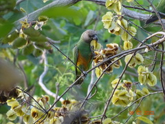Poicephalus senegalus