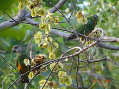 Poicephalus senegalus