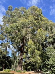 Eucalyptus fastigata