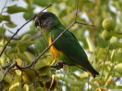 Poicephalus senegalus