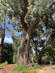 Eucalyptus fastigata
