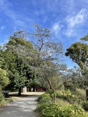 Eucalyptus pulverulenta