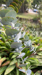 Eucalyptus pulverulenta