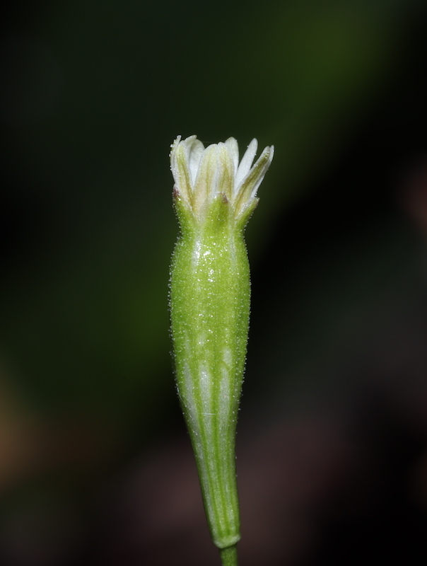 Silene inaperta