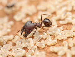 Pheidole rhea
