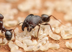 Pheidole rhea