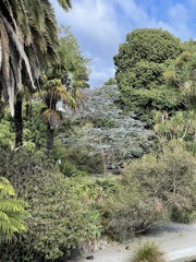 Eucalyptus pulverulenta