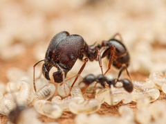 Pheidole rhea