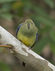 Neophema chrysostoma