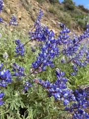 Lupinus sparsiflorus