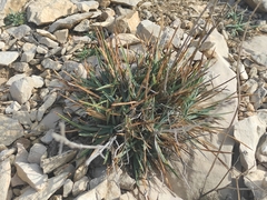 Dianthus caryophyllus