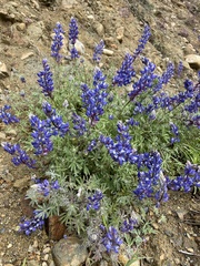 Lupinus sparsiflorus