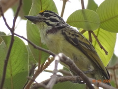 Pogoniulus chrysoconus