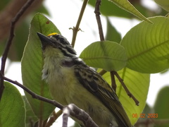Pogoniulus chrysoconus
