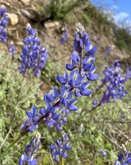 Lupinus sparsiflorus
