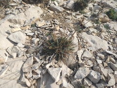 Dianthus caryophyllus