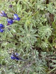 Lupinus sparsiflorus