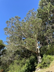Eucalyptus obliqua