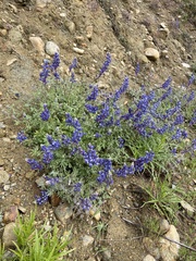 Lupinus sparsiflorus