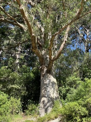 Eucalyptus obliqua