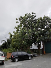 Artocarpus treculianus