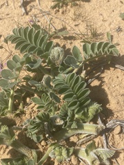 Astragalus kahiricus