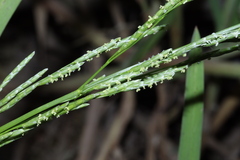 Glyceria notata