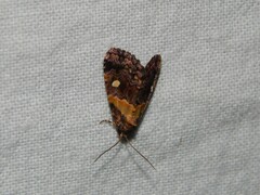 Xanthomera leucoglene