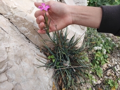 Dianthus caryophyllus