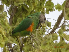 Poicephalus senegalus