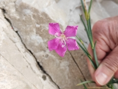 Dianthus caryophyllus