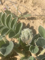 Astragalus kahiricus
