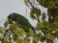 Poicephalus senegalus