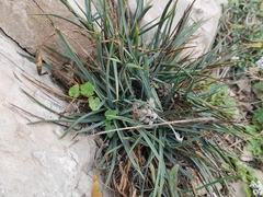 Dianthus caryophyllus