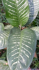 Dieffenbachia