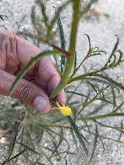 Eulobus californicus