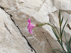 Dianthus caryophyllus